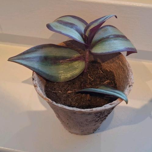 Tradescantia Zebrina Gewortelde Stekjes, Huis en Inrichting, Kamerplanten, Overige soorten, Minder dan 100 cm, Ophalen