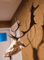 Prachtige schedel Damhert met gewei en onderkaak, Ophalen of Verzenden, Hert, Schedel