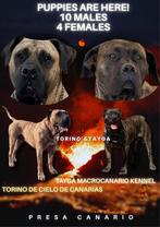 Perro de Presa Canario pups zoeken een warme thuis!, Dieren en Toebehoren, Particulier, Rabiës (hondsdolheid), Overige rassen
