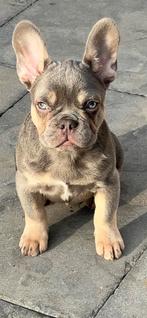 Franse bulldog pup  lilac and tan, Particulier, Rabiës (hondsdolheid), 15 weken tot 1 jaar, Reu