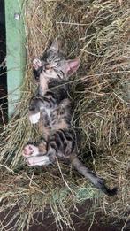 Kittens, Dieren en Toebehoren, Katten en Kittens | Raskatten | Korthaar