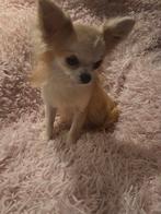 Chihuahua te koop met FCI stamboom, Rabiës (hondsdolheid), 15 weken tot 1 jaar, Reu, Meerdere