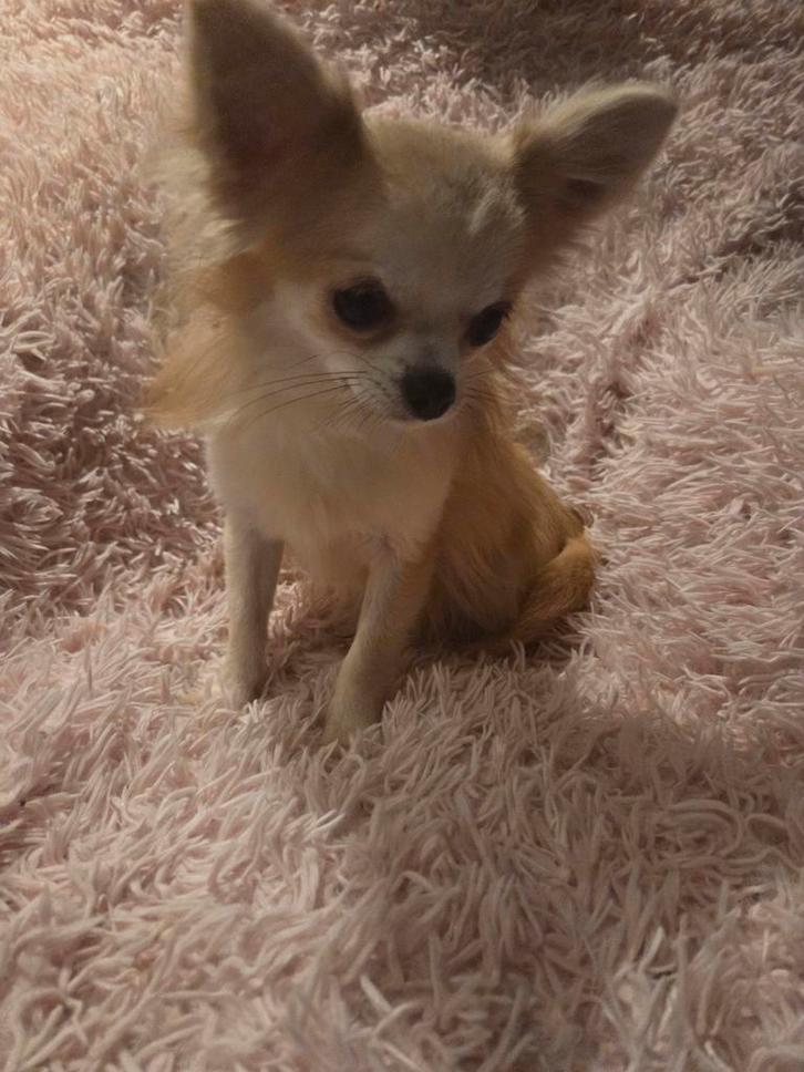 Chihuahua te koop met FCI stamboom, Dieren en Toebehoren, Honden | Chihuahua's en Gezelschapshonden, Reu, Chihuahua, Fokker | Hobbymatig