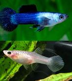 Prachtige high quality Panda guppies XL, Dieren en Toebehoren, Vissen | Aquariumvissen, Zoetwatervis, Schoolvis, Vis