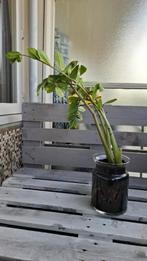 Zamioculcas Zamiifolia with Glass | 95-100cm, Ophalen, Minder dan 30 cm, Rond, Zo goed als nieuw