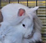 2 tamme konijnen samen, Dieren en Toebehoren, Konijnen, Mannelijk