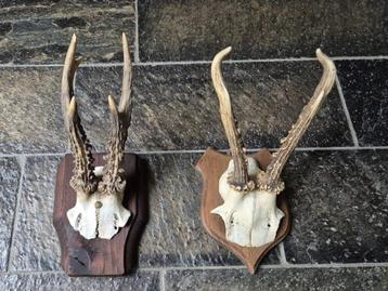 2 mooie ree geweien samen € 16.50 jacht hut mancave c64 beschikbaar voor biedingen