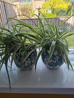 2 planten potten, Overige soorten, Minder dan 100 cm, Ophalen of Verzenden, Halfschaduw