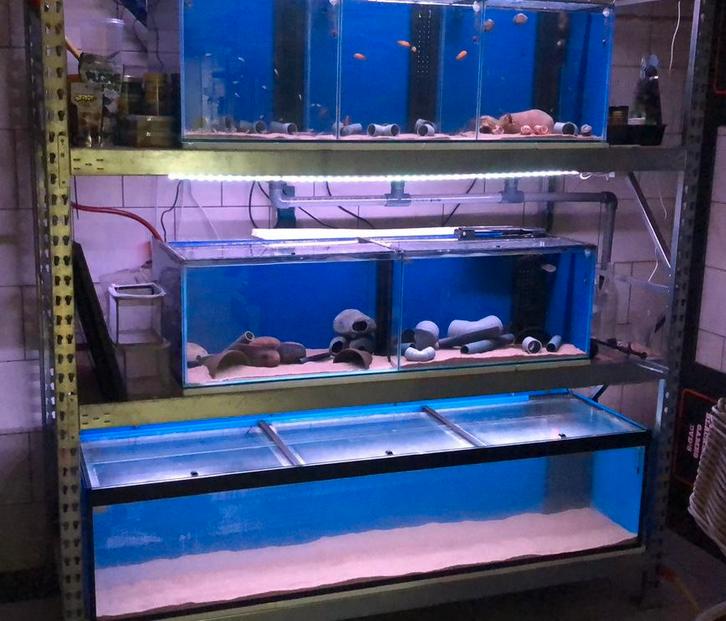 Complete Aquaja Kweekbakken Zonder Stelling in Top Staat, Dieren en Toebehoren, Vissen | Aquaria en Toebehoren, Gebruikt, Leeg aquarium