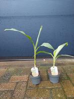 Musa Chiliocarpa - Duizendvingerige Banaan H: 38 - 54 cm., Tuin en Terras, Planten | Tuinplanten, Vaste plant, Halfschaduw, Zomer