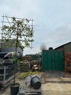 Prunus laurier leibomen, Ophalen of Verzenden, Zo goed als nieuw, Hout, Tuinhek