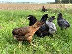 Prachtige jonge araucana kippen te koop gesekst en ingeënt, Dieren en Toebehoren, Kip, Vrouwelijk