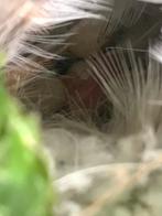 Staartmees, Dieren en Toebehoren, Vogels | Overige Vogels, Meerdere dieren, Wildzangvogel, Geringd