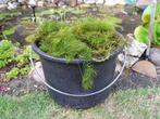 zuurstofplanten/ vijverplanten, Ophalen, Volle zon, Vaste plant, Bloeit niet