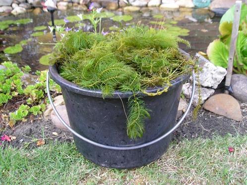 zuurstofplanten/ vijverplanten, Tuin en Terras, Planten | Tuinplanten, Vaste plant, Vijverplanten, Volle zon, Bloeit niet, Ophalen