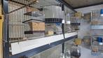 Volierebouw Eindhoven/Birdshop aluminium broedkooien gezocht, Ophalen of Verzenden, Aluminium, Broedkooi of Kweekkooi