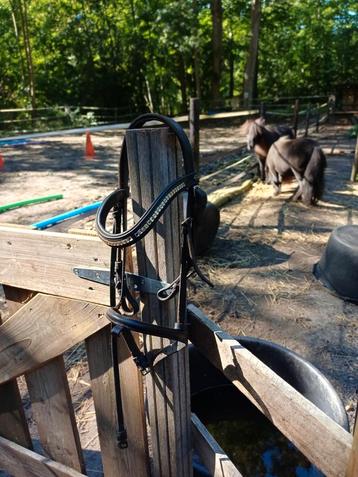 Shetlander/pony hoofdstel  beschikbaar voor biedingen
