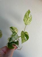 Epipremnum marble variegata, verse/gewortelde stek, zie adv, Ophalen of Verzenden, Overige soorten, Minder dan 100 cm