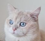 ❗️❗️Dekkater❗️❗️Britshe korthaar Blue point, Dieren en Toebehoren, Katten en Kittens | Dekkaters, 0 tot 2 jaar