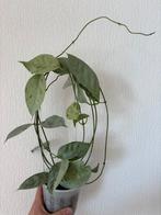 Hoya coriacea Silver, Huis en Inrichting, Kamerplanten, Ophalen of Verzenden, Halfschaduw, Minder dan 100 cm
