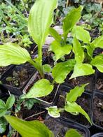 DIVERSE POTTEN GROENE HOSTA, Overige soorten, Vaste plant, Ophalen of Verzenden, Halfschaduw
