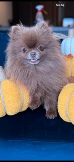 🐶 Knapste reu Pomeriaan Teo zoekt gouden mandje 💛, Reu, Eén hond, 3 tot 5 jaar, Nederland