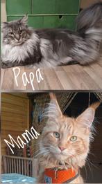 Puding en Mini(MaineCoon) zoeken een nieuw, liefdevol thuis., Dieren en Toebehoren, Katten en Kittens | Raskatten | Langhaar, Meerdere dieren
