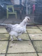 Zijdehoen haantje. Gratis, Dieren en Toebehoren, Mannelijk, Kip