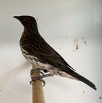 1-1 amethist spreeuw, Meerdere dieren, Tropenvogel, Geringd