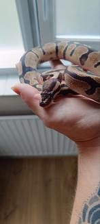 0.1 Fire 66% het desert ghost, Dieren en Toebehoren, Reptielen en Amfibieën, Slang, Met terrarium, 3 tot 6 jaar
