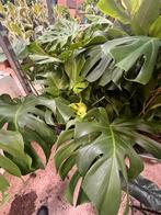 Monstera Deliciosa “big leaf”, Ophalen, Overige soorten, Minder dan 100 cm