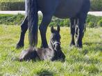 Drachtige merrie maar geen zin in geboortestress?, Dieren en Toebehoren, Paarden, Merrie, Gechipt, Niet van toepassing