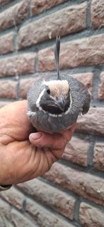 Mutatie kuifkwartel, Dieren en Toebehoren, Vogels | Overige Vogels, Mannelijk, Tropenvogel
