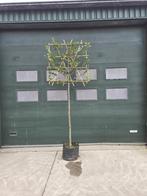 Carpinus betules leirek in pot, Tuin en Terras, Ophalen, In pot, Overige soorten, 250 tot 400 cm