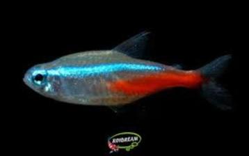 Diamant Neon Tetra - Koidream Valburg beschikbaar voor biedingen