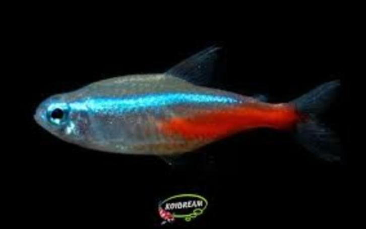 Diamant Neon Tetra - Koidream Valburg, Dieren en Toebehoren, Vissen | Aquariumvissen, Zoetwatervis, Vis