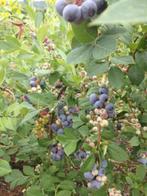 **ACTIE** Prunus spinosa, Sleedoorn, haagplant inheems, Ophalen of Verzenden, Overige soorten, Struik, Minder dan 100 cm