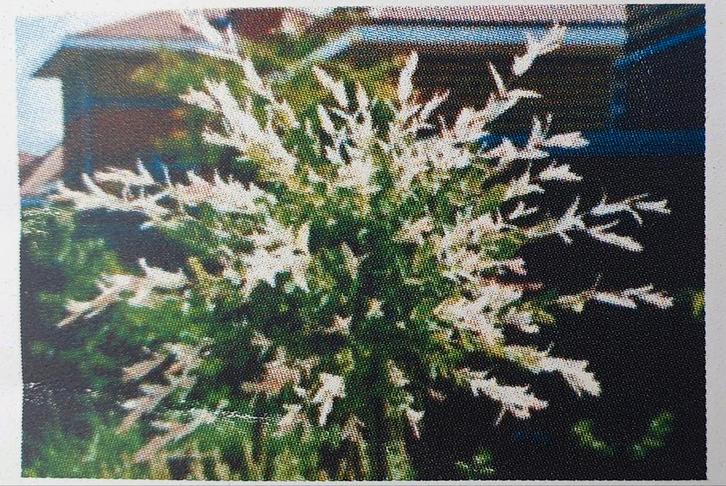 2 stuks Japanse Wilg 'Hakuro-Nishiki' - Prachtige Treurboom, Tuin en Terras, Planten | Bomen, Treurboom, 100 tot 250 cm, Halfschaduw