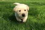 Lieve Golden Retriever x Labrador pup (reu), Dieren en Toebehoren, Honden | Retrievers, Spaniëls en Waterhonden, Particulier, 8 tot 15 weken