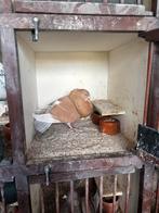 Kroppers, Dieren en Toebehoren, Mannelijk, Postduif