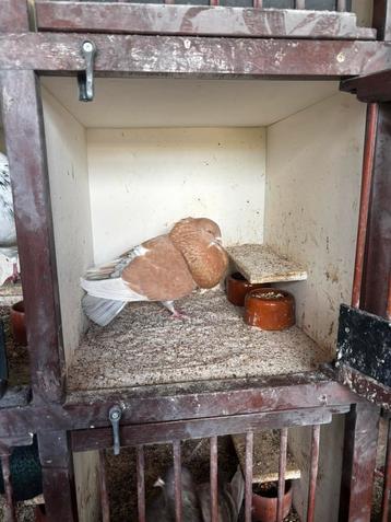 Kroppers beschikbaar voor biedingen