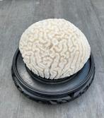 Prachtig stuk wit “hersen”koraal, Verzamelen, Mineralen en Fossielen, Ophalen of Verzenden, Mineraal