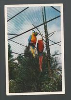 2489 Oude kaart Vogelpark Avifauna vogel ara papegaai, Verzamelen, Ansichtkaarten | Dieren, Ongelopen, Vogel, Verzenden