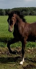 Te Koop ; Tuigpaard merrieveulen Victoria-Duca, Dieren en Toebehoren, Paarden, Merrie, 0 tot 2 jaar