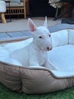 engelse Bull Terrier pup zoekt ervaren en liefdevol baasje, Dieren en Toebehoren, Honden | Jack Russells en Terriërs, Bull Terriër