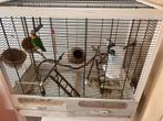 Agapornis koppeltje met alles erbij, Dieren en Toebehoren, Ophalen of Verzenden, Zo goed als nieuw, Vogelkooi