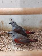 Tropische vogels | Veel keuze | Passend advies, Dieren en Toebehoren, Meerdere dieren, Kleurkanarie