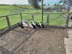 6 Jonge loopeenden tekoop, Dieren en Toebehoren, Pluimvee, Mannelijk, Eend