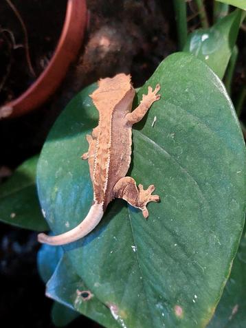 Jonge Wimpergekko's. beschikbaar voor biedingen