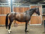 Talentvol dressuurpaard, Dieren en Toebehoren, Paarden, Merrie, Gechipt, M, Dressuurpaard